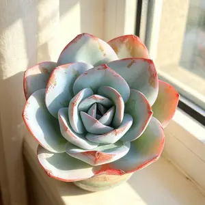 Echeveria ‘Blue Swan’  Blue Rosette Succulent, Bare Root Live Plant, Easy Care, Perfect Gift, Aesthetic Home Decor