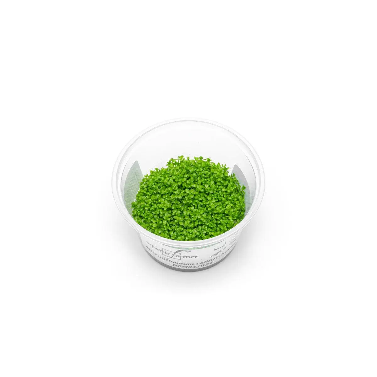 Hemianthus Callitrichoides (Dwarf Baby Tears) Aquatic Farmer Tissue Culture