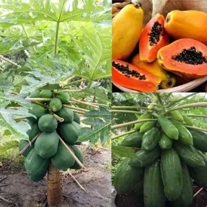 Papaya Plant Tree Fruit - Live Plant - 4” to 8” Tall - Organic Growth  In  a cup