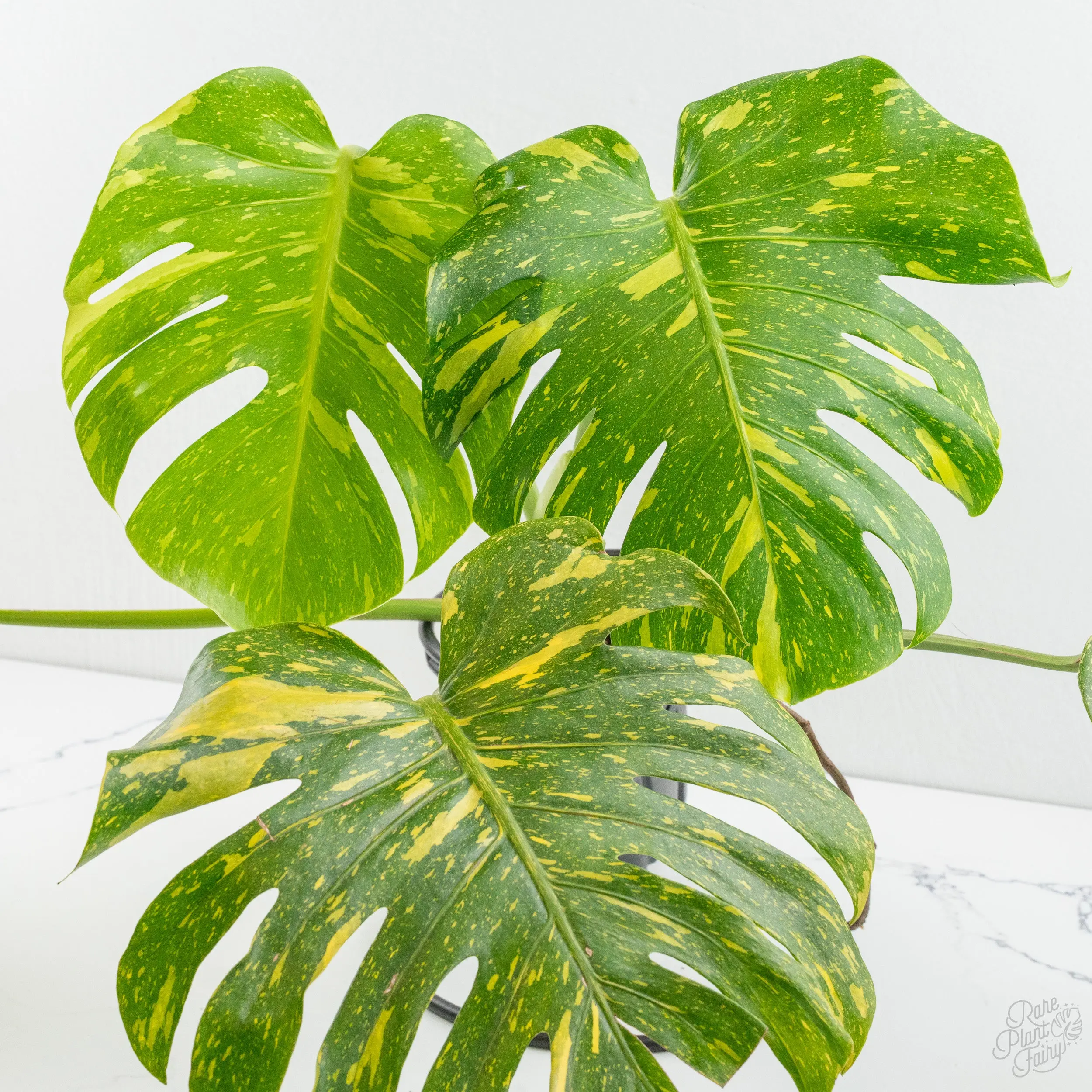 Monstera deliciosa 'Electrolyte' *Grower's Choice*