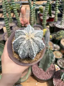 Astrophytum Myriostigma cv. Onzuka Fukuryu, Rare Cactus, Live Plant