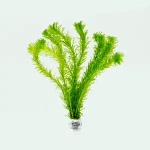 Egeria Densa Live Aquarium Plant for Fish Tanks and Aquascaping