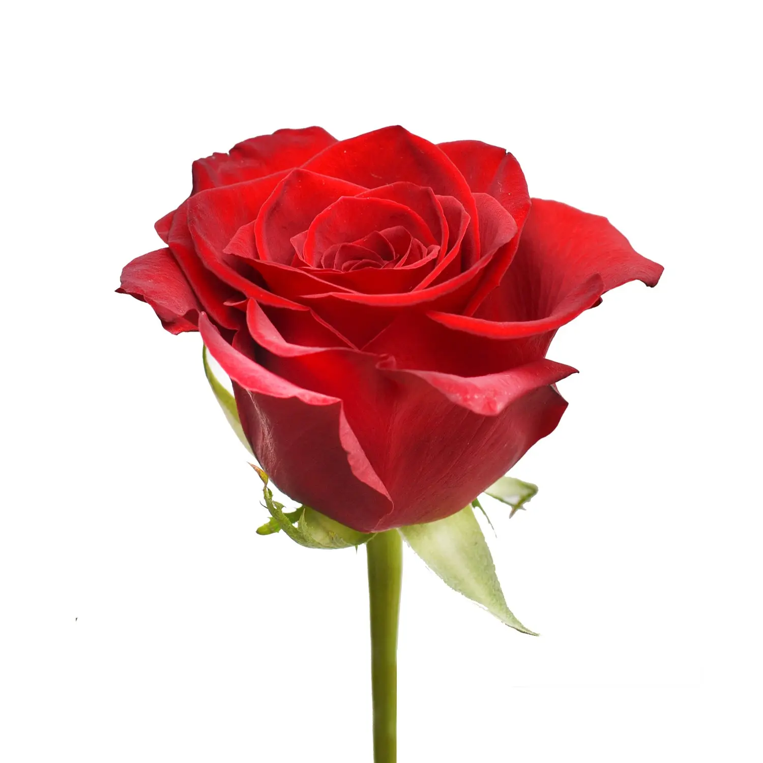 Red Roses - Express Delivery