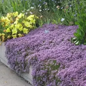 800+ Creeping Thyme Seeds (Thymus Serpyllum) – Vibrant Purple Ground Cover for Landscaping, Easy to Grow and Maintain