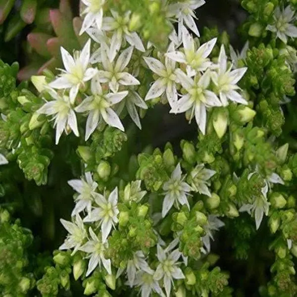 1000 Seeds Perennial Sedum Oktoberfest Stonecrop Succulent Ground Cover Seeds for Planting