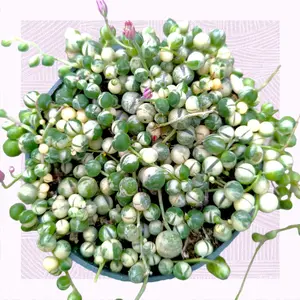 Variegated String of Pearls Senecio rowleyanus