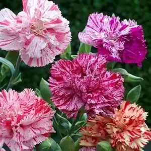 1000+ Mixed Carnation Seeds – Clove Carnation, Non-GMO Heirloom, Open Pollinated for Beautiful, Fragrant Blooms in Your Garden