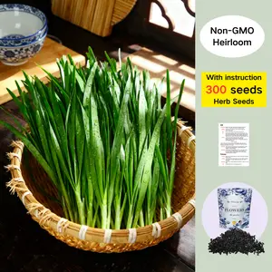 300 Premium Chive Seeds | Easy-to-Grow Herb for Garden & Kitchen