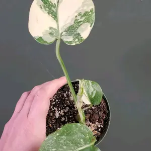 Monstera Thai Constellation 4in Pot