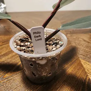 philodendron Dark Lord
