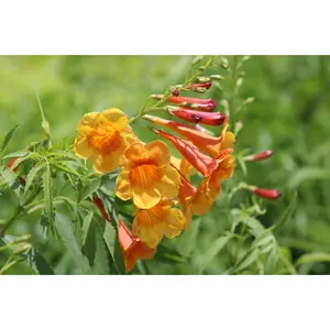 Yellow Bells 'Sangria'