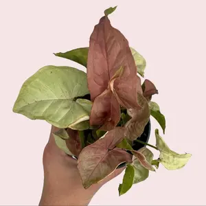 4" Syngonium - Arrowhead Plant - Shelf Decor - Live Houseplant
