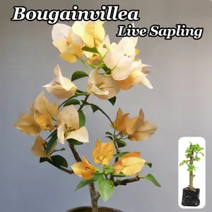 Yellow triangle plum live seedlings, cold-resistant flowering plants, suitable for indoor and outdoor gardens and courtyards, easy to grow, for home landscape decoration