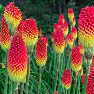 Green River Royal Castle Hot Poker Torch Lily Flower Seeds - Flower Seed Pack, Vibrant Tropical Blooms, Bold Red Orange Yellow Hues, Perennial Pollinator Favorite, Full Sun Garden Drama, Attracts Hummingbirds And Butterflies, Easy-Care Summer Spectacle