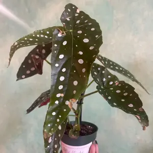 4 inch Begonia maculata