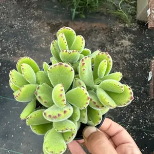 2" Cotyledon Bear Paw Succulent, Cute and Fuzzy Succulent for Indoor Decor, Easy-Care Houseplant