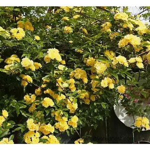 Lady Banks Yellow Climbing Rose - Fragrant Flowers for Home Garden backyard garden