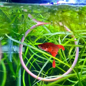 Betta Fish Training Rings (2 Pack) – Betta Exercise Loops with Suction Cups for Aquarium Enrichment & Decor