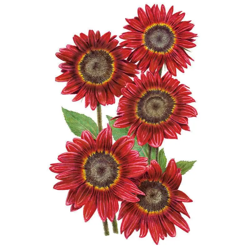 Rouge Royale Sunflower Seeds - Decorative Garden Plant Seeds for Home Improvement, Flower Growing, Beds, Borders, Long-Lasting Vase Life, No Mess