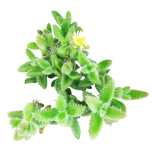 Delosperma echinatum f. variegata - Variegated Pickle Plant
