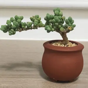 2"Live Succulent ice plant