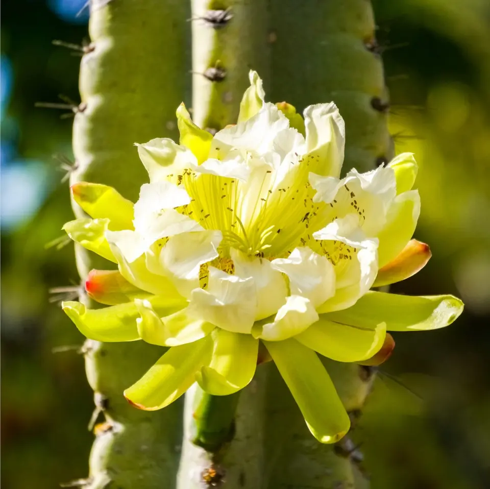 Peruvian Apple Cactus Night Blooming - Juicy Paradox with Spiky Personality & Sweet Surprise - Low Maintenance Desert Plant - Whitney Terracotta 6" Planter Pot Included