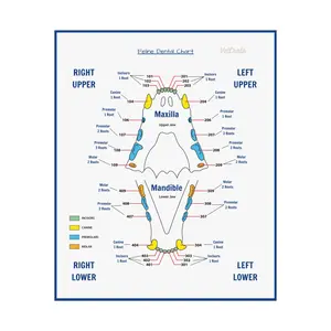 Veterinary Feline Dental Chart Poster - Simplify Your Dental Charting Process! Veterinary Technician|Veterinary Nurse|Veterinary Assistant