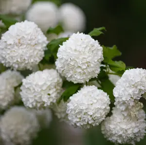 Old Fashion Snowball Plant Viburnum Tribolum Bush Highbush Cranberry Shurb 4-12"Tall 4"Pot
