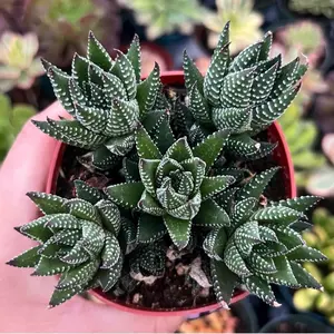 4” Haworthiopsis Reinwardtii / Indoor Low Light Succulent Plant