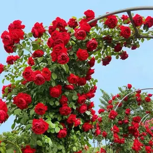 Rose flower seeds 200 Pcs easy to plant flowers
