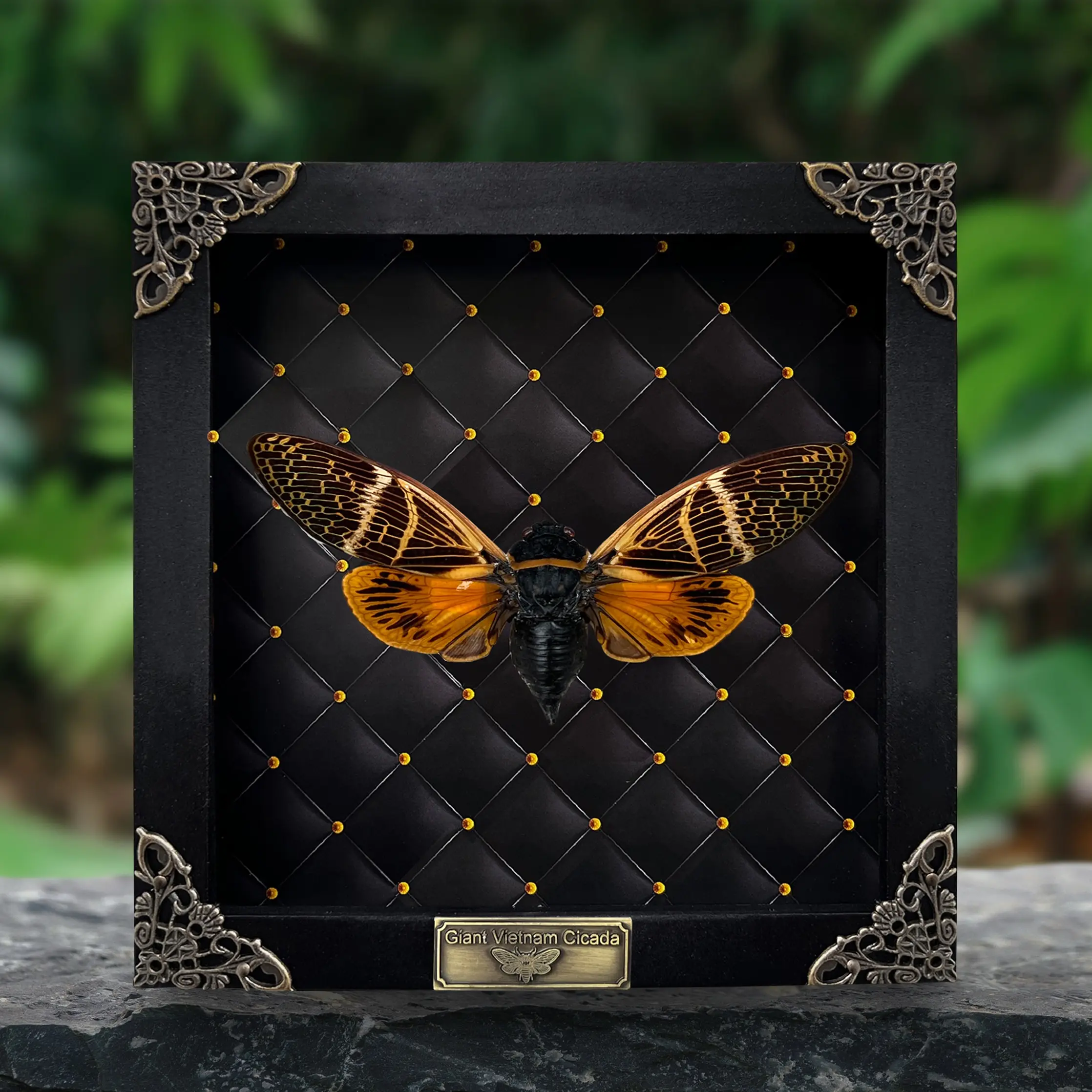 Framed Cicada Display Butterfly Taxidermy Preserved Insect Unique Gifts Entomology Oddities Collection Vibrant Wall Art Home Decor Wood Shadow Box Design Nature Inspired Art