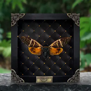 Framed Cicada Display Butterfly Taxidermy Preserved Insect Unique Gifts Entomology Oddities Collection Vibrant Wall Art Home Decor Wood Shadow Box Design Nature Inspired Art