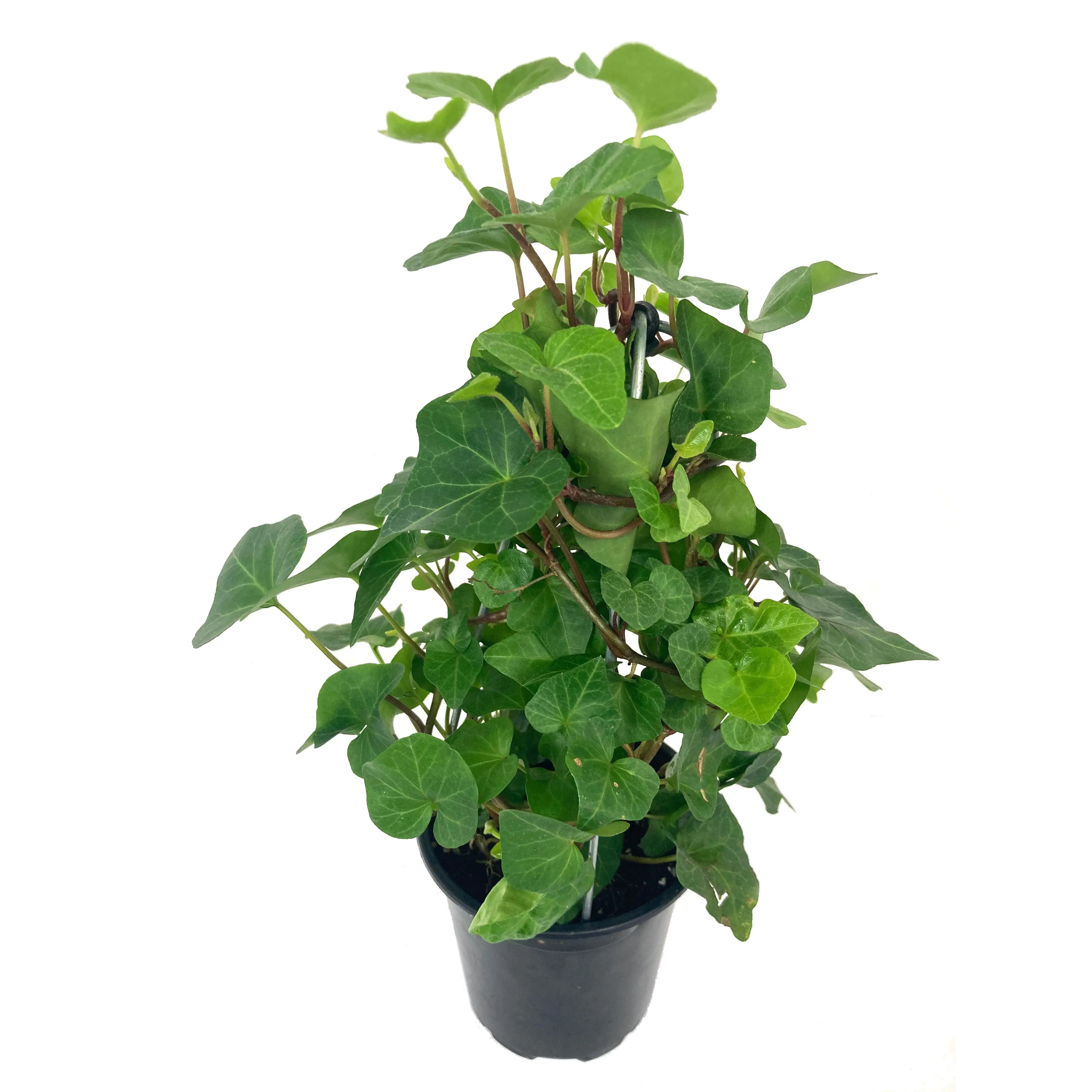 English Ivy Tree - Live Plants in 4 Inch Pots - Hedera Helix - Florist Quality - Stylish Air Purifying Topiary Houseplant Vine