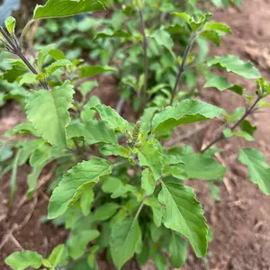 Tulsi / Holy Basil: Rama