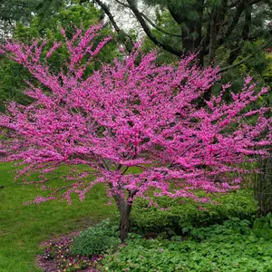 Eastern Redbud Tree Seeds-(Cercis canadensis)