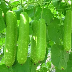 Long Bottle Gourd Stars Seeds F1 - Viet Nam - Non-GMO - USDA Hardiness Zones 3-11 - Full Sun & Moisture - Versatile Culinary Use - Rich in Vitamins A & C