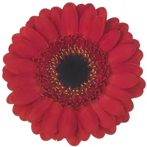 Mini Gerber Gustav - 60 Stem Bunch