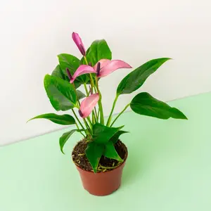 NEW - Anthurium Zizou Purple - 4 Inch