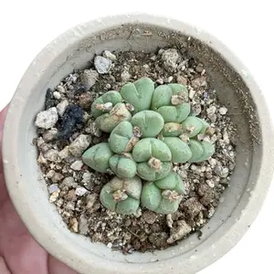 Conophytum ssp. klinghardtense
