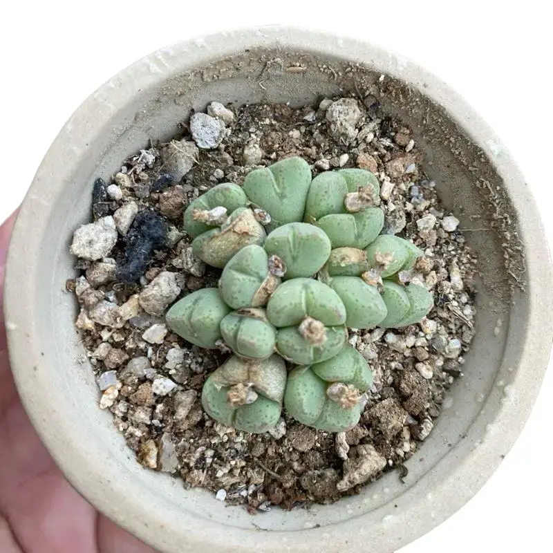 Conophytum ssp. klinghardtense
