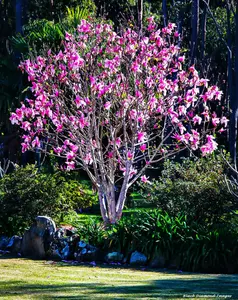 Ann Magnolia Tree - Magnolia Live Plant 12-18 Inches Tall in Gallon Pot - Fragrant Magnolia Shrub Tree - No Ship To AK, HI & P.R.