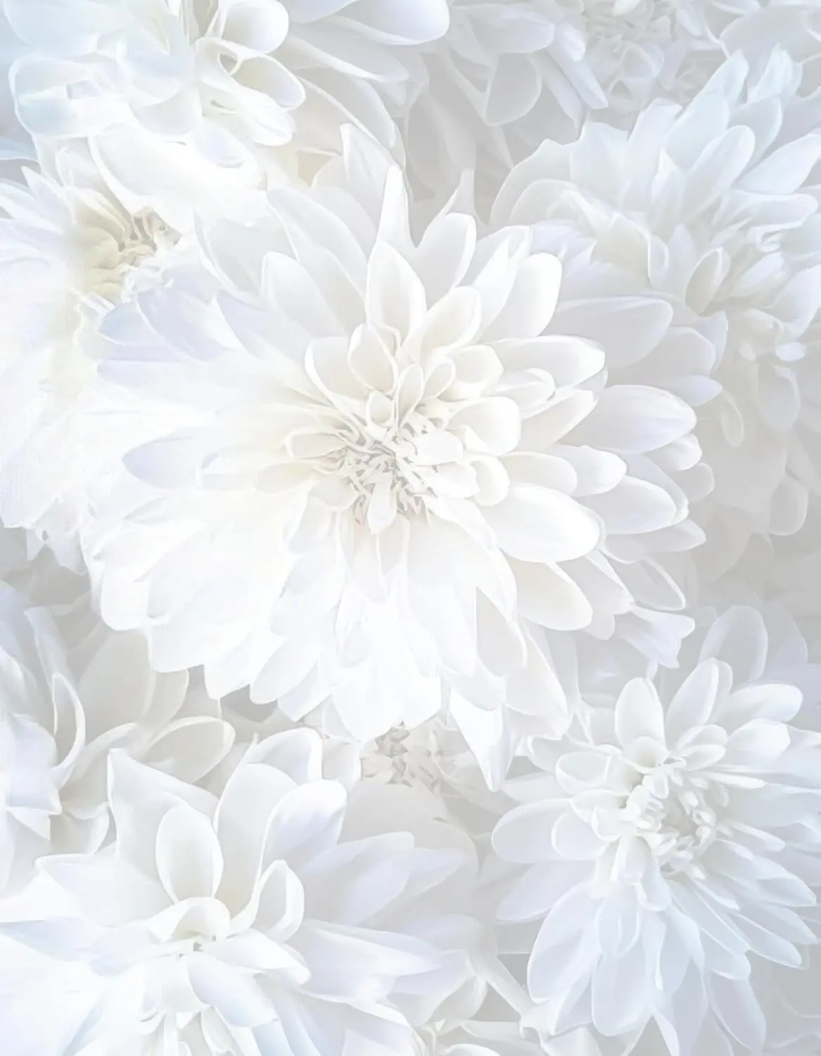 White Petals Floral Printable Letterhead Bond Paper - 50-Sheet Pack, 8.5x11", 28lb (105gsm), Decorative Printer Paper for Wedding Invitations, Letters