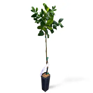 Rangpur Lime Tree | US Citrus Nursery | Orange Lime Hybrid, Bold Tart Citrus, Natural Live Fruit Plant, Indoor Outdoor Tree | No Ship CA AZ LA FL