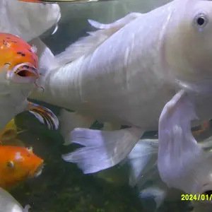 Product Review of Auto Focus Digital Camera, 1 Count Full HD 1080P/48MP Mini with 32G Memory Card, Ff (F/3.2, f=7.36mm), 16x Zoom for Teenagers Beginners, Mini Camera, Electronic Portable Camera from G**a 🦇**