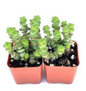 Necklace Succulents Crassula Marnieriana x Perforata 2 Pack in 2" Pots