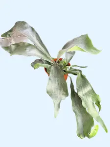 6" Staghorn Fern - Platycerium bifurcatum - Elkhorn Fern - Easy Care & Safe for Pets - Pet Friendly Houseplant