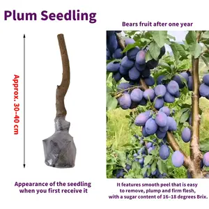 Plum Tree Live Plant, Sweet Fruit Tree Seedling for Garden and Backyard, Easy to Grow Fruit Tree