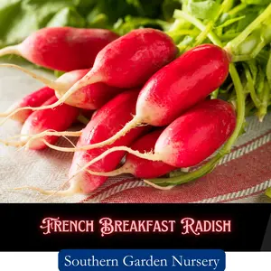 French Breakfast Radish Seeds, Raphanus sativus, Non-GMO Heirloom Variety Fresh Garden Seed, Fast Grow Vegetables