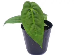 Anthurium nigrolaminum gigante x Anthurium papillilaminum (seedling)