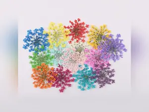 100Pcs Natural Dried Flowers Pressed Colorful Dried Ammi Majus Flower Epoxy DIY Phone Shell Decor